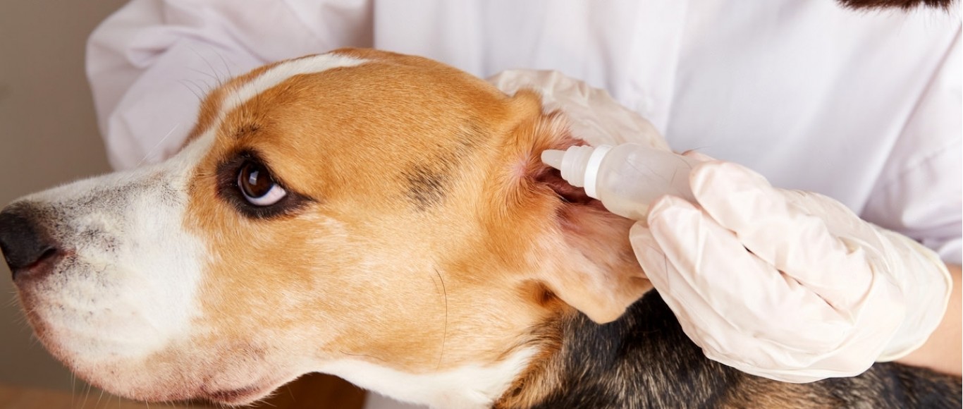 Understanding Dog Allergies and How SIMPLE Can Make a Difference