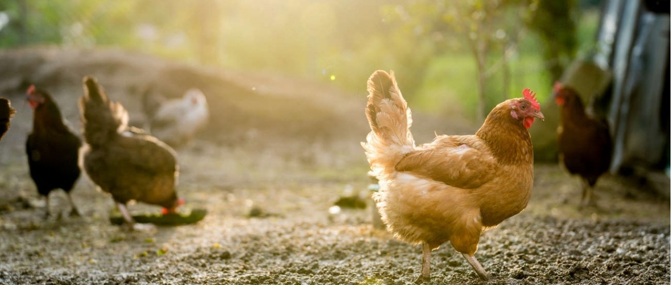 SIMPLE’s Commitment to Sustainably and Ethically Sourced Chicken