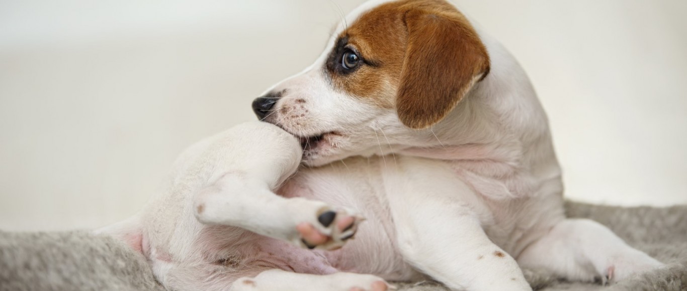 No Grain, No Pain: How SIMPLE Curbs Dog Allergies